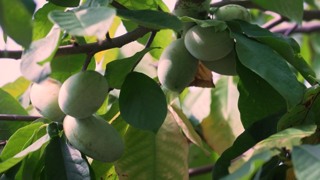 Discover the Pawpaw: America's Tropical Banana-Mango Fruit
