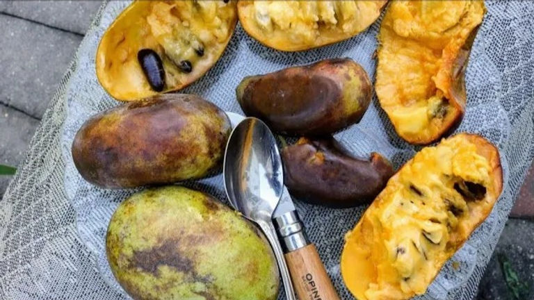 Pawpaw Pollination: How to Ensure a Bountiful Exotic Fruit Harvest